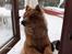 Eurasier Casey (død juni 2011) - Hey...? Kaldte du mor ? Får jeg ikk lige en ostehaps ?