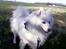 Samojedhund Jago007*i looove my self*