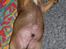 Bullmastiff Bertil - Hvem sagde tyk??