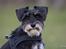 Dvaergschnauzer * ( `´SINDY`´ ) * RIP 25.07.13 - VELKOMMEN HER PÅ SINDYS SIDE.
