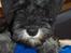 Dvaergschnauzer * ( `´SINDY`´ ) * RIP 25.07.13 - Sindy som lille
