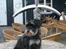 Dvaergschnauzer * ( `´SINDY`´ ) * RIP 25.07.13 - VAGTHUNDEN Sindy passer på sværet i sten