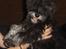Dvaergschnauzer * ( `´SINDY`´ ) * RIP 25.07.13 - Se mig