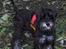 Dvaergschnauzer * ( `´SINDY`´ ) * RIP 25.07.13 - En dejlig tur i skoven.