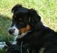 Australian shepherd *Luca*