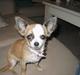 Chihuahua Malou