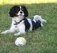 Cavalier king charles spaniel Cobra