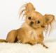Chihuahua Jason - Hvil i fred <3