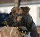 Amerikansk staffordshire terrier Diana