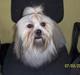 Lhasa apso Fabricius´s Hugo