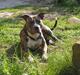 Amerikansk staffordshire terrier  'Lotus'
