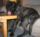 Mastiff engelsk mastiff Hogan