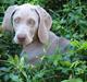 Weimaraner Sønderskoven's Diva Chili