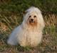 Bichon havanais Milou