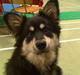 Finsk lapphund Finda Andy, kaldet Axel