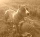 Amerikansk staffordshire terrier Icha ??R.I.P. ??