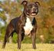 Staffordshire bull terrier Mathilde