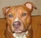 Amerikansk staffordshire terrier calle