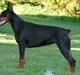 Dobermann Shiba ¤RIP¤