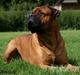 Bullmastiff Bertil