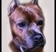 Amerikansk staffordshire terrier Gold Bonzo Malcom RIP