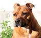 Staffordshire bull terrier Chili