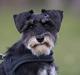 Dvaergschnauzer * ( `´SINDY`´ ) * RIP 25.07.13