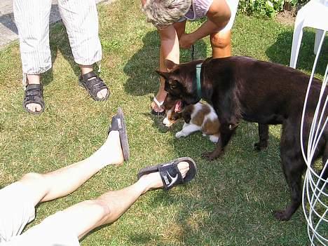 Australsk kelpie Pomba - det er min lillbror , men han er godt nok ikke stor billede 8