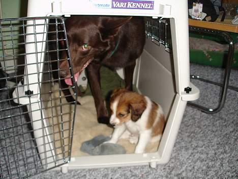 Australsk kelpie Pomba - her prøver vi hans brug om vi begge kan være der i og det kan vi næsten billede 9