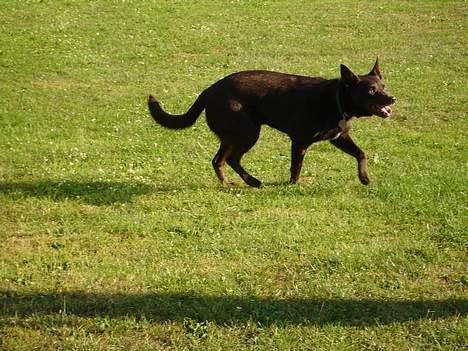 Australsk kelpie Pomba - jeg er oppe på noget men jeg  vil ikke sige hvad billede 10
