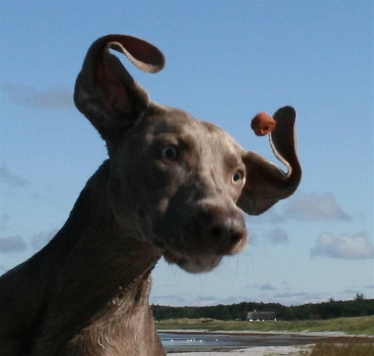 Weimaraner Merlin - Jeg vil ha´ den Frolic! billede 1