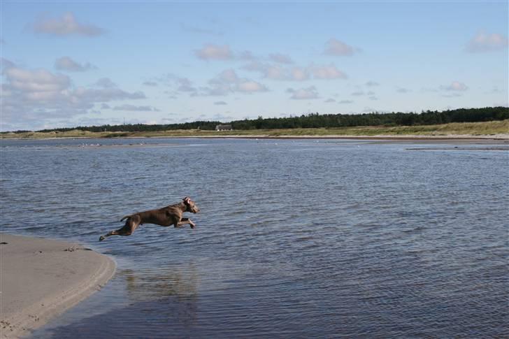Weimaraner Merlin - En flyvende Merlin  billede 2