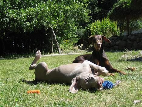 Weimaraner Merlin - Merlin og Minni i haven. billede 3