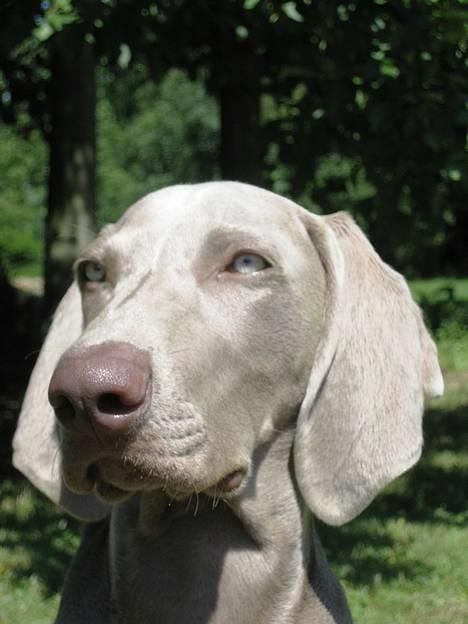 Weimaraner Merlin - Er han ikke dejlig?? billede 4