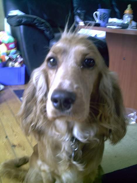 Cocker spaniel Lady - hehe hvem siger jeg ikke kan være rå?? billede 17