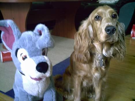 Cocker spaniel Lady - vagabond er bare så sød billede 18