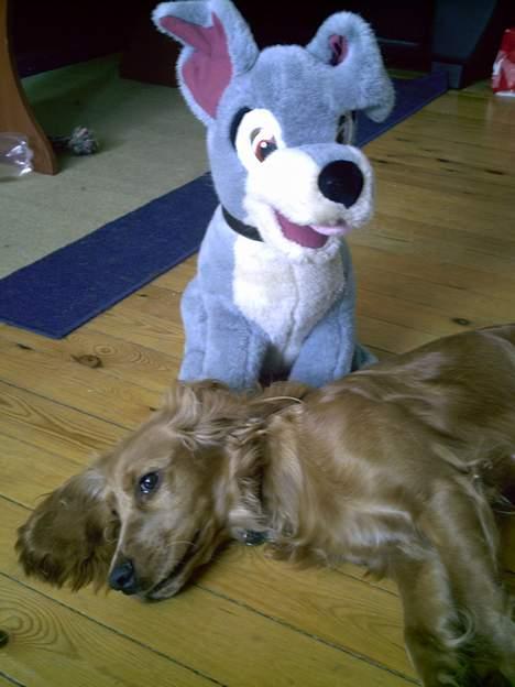 Cocker spaniel Lady - min egen lille vagthund billede 19