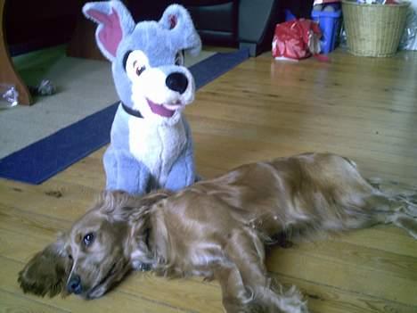 Cocker spaniel Lady - vagabond passer altid godt på mig billede 20