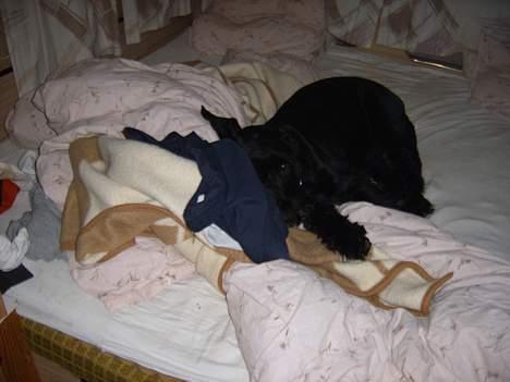 Riesenschnauzer Nikita - Efter en hård dag hvor man ingenting har lavet er det dejligt at slappe af.... billede 5