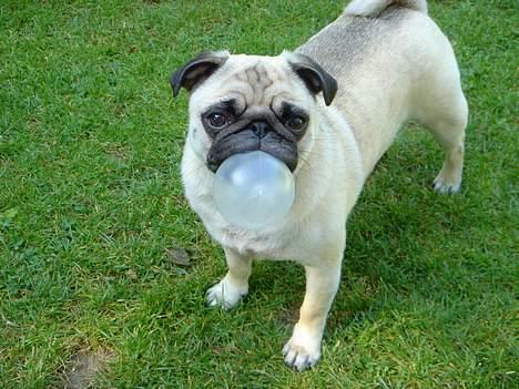 Mops Freja  2005  R.I.P.  - Tyggegummibobbelmops billede 4