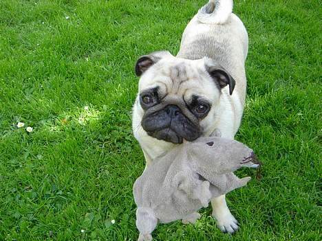 Mops Freja  2005  R.I.P.  - Freja fandt sin mus billede 8