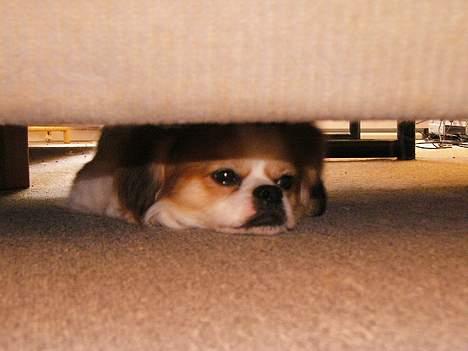 Blanding af racer Pepsi - He he, sådan kan man også ligge:) billede 15