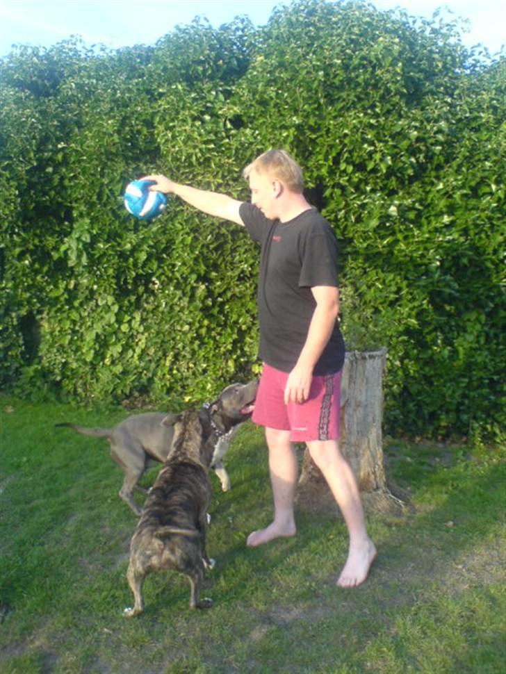 Amerikansk staffordshire terrier Zera(ny ejer Janni) - i get it....if i realy whant billede 2