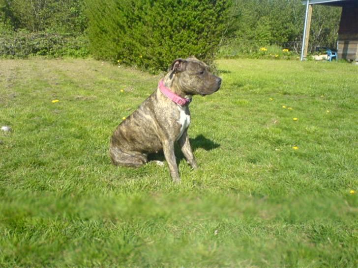 Amerikansk staffordshire terrier Zera(ny ejer Janni) - Her hersker jeg............... billede 3