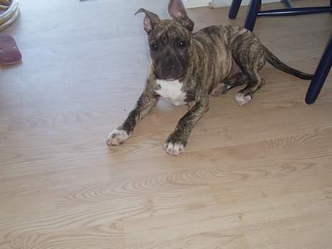 Amerikansk staffordshire terrier Zera(ny ejer Janni) - Jeg tror de har forvekslet mig med en schäfer! billede 4