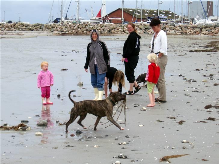 Amerikansk staffordshire terrier Zera(ny ejer Janni) - Ferie indbærer også en tur til stranden. billede 5