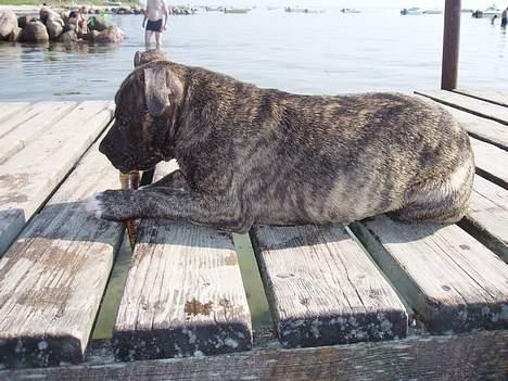 Amerikansk staffordshire terrier Zera(ny ejer Janni) - Min første tur til stranden,ikke dårligt. billede 6