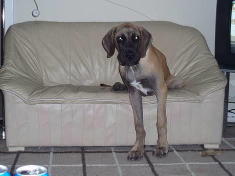 Grand danois Ozzy - Tjek min nye sofa, hvad siger I så billede 1