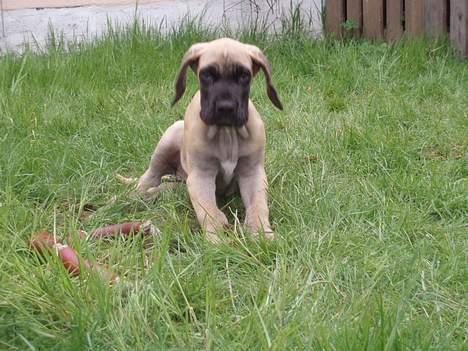 Grand danois Ozzy - 10 uger gammel. Det er gået pænt stærkt kanman sige billede 2