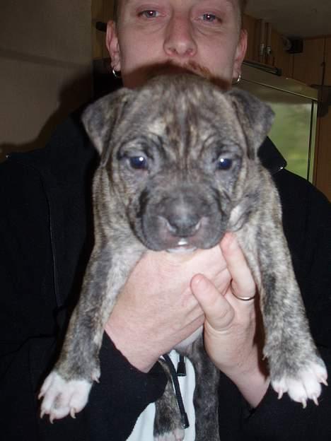 Amerikansk staffordshire terrier Zera(ny ejer Janni) - Denne lille klump blev valgt.... billede 7